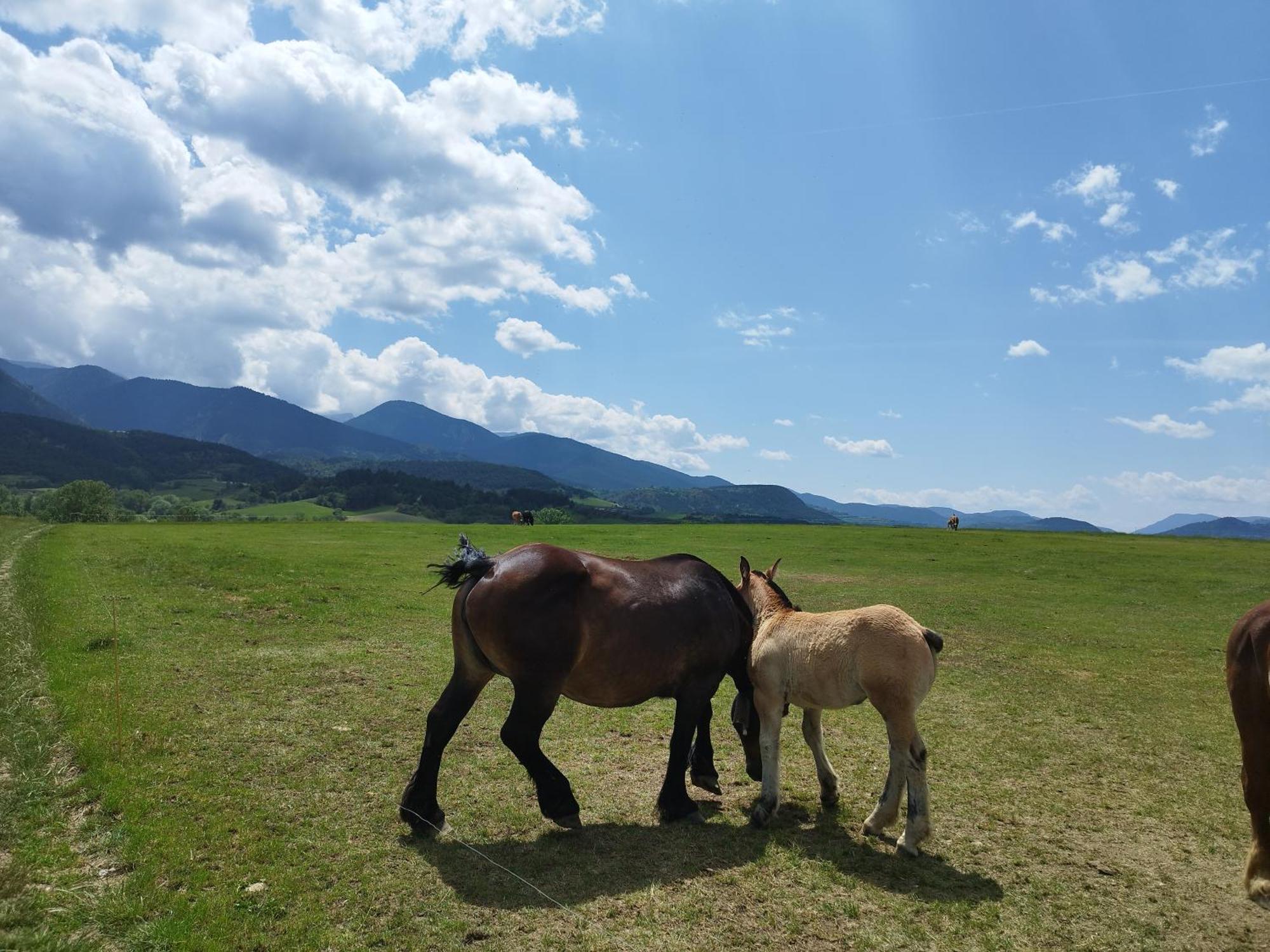 Cal Jan - Cadi Διαμέρισμα Bellver De Cerdanya Εξωτερικό φωτογραφία